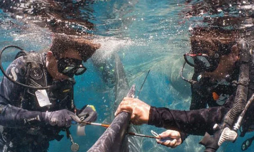 A satellite tag is attached to the dorsal fin of a whale shark. Photo by Cenderawasih Bay National Park Management Authority.